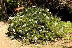 Potato Vine (Solanum jasminoides) at Lakeshore Garden Centres