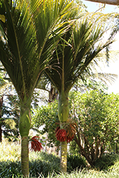 Nikau Palm (Rhopalostylis sapida) at Lakeshore Garden Centres