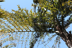 Black Trunk Fishtail Palm (Caryota urens 'Black Trunk') at Lakeshore Garden Centres
