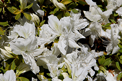 Shiro Kujaku Azalea (Rhododendron 'Shiro Kujaku') at Lakeshore Garden Centres