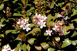 Hybrid Indian Hawthorn (Rhaphiolepis x delacourii) at Lakeshore Garden Centres
