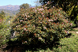 Hybrid Indian Hawthorn (Rhaphiolepis x delacourii) at Lakeshore Garden Centres