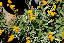 Desert Flame Strawflower (Chrysocephalum 'Desert Flame') at Lakeshore Garden Centres