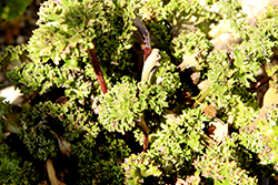 Wavy Gravy Leopard Plant (Farfugium japonicum 'Wavy Gravy') at Lakeshore Garden Centres