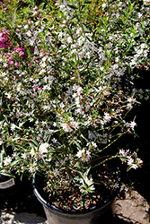 Profusion Long Leaf Waxflower (Philotheca myoporoides 'Profusion') at Lakeshore Garden Centres