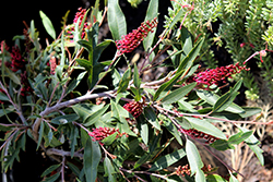 Poorinda Royal Mantle Grevillea (Grevillea 'Poorinda Royal Mantle') at Lakeshore Garden Centres