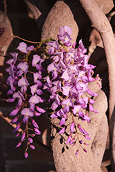 Pink Japanese Wisteria (Wisteria floribunda 'Rosea') at Lakeshore Garden Centres