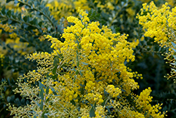 Knifeleaf Wattle (Acacia cultriformis) at Lakeshore Garden Centres