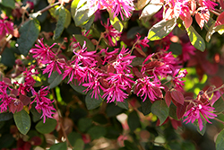 Blush Chinese Fringeflower (Loropetalum chinense 'Blush') at Lakeshore Garden Centres