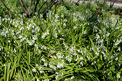 Three-cornered Leek (Allium triquetrum) at Lakeshore Garden Centres