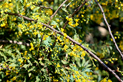 Nevin Barberry (Berberis nevinii) at Lakeshore Garden Centres