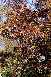 Dark Shadows Tea-Tree (Leptospermum 'Dark Shadows') at Lakeshore Garden Centres
