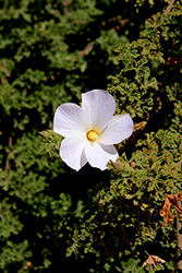 White Swan Lilac Hibiscus (Alyogyne huegelii 'White Swan') at Lakeshore Garden Centres