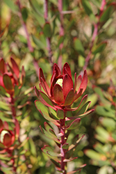 Safari Sunset Conebush (Leucadendron 'Safari Sunset') at Lakeshore Garden Centres