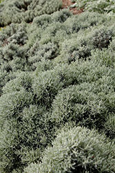 Dwarf Cotton Lavender (Santolina chamaecyparissus 'var. nana') at Lakeshore Garden Centres