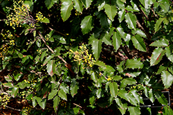 Golden Abundance Barberry (Berberis 'Golden Abundance') at Lakeshore Garden Centres