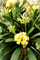 San Marcos Yellow Clivia (Clivia x miniata 'San Marcos Yellow') at Lakeshore Garden Centres