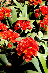 Abigail Clivia (Clivia x miniata 'Abigail') at Lakeshore Garden Centres