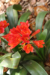 Doris Clivia (Clivia x miniata 'Doris') at Lakeshore Garden Centres