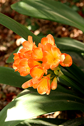 Betty Clivia (Clivia x miniata 'Betty') at Lakeshore Garden Centres