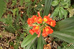 Tabitha Clivia (Clivia x miniata 'Tabitha') at Lakeshore Garden Centres