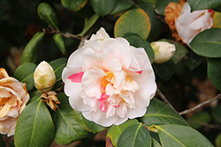 Julia's Favorite Camellia (Camellia japonica 'Julia's Favorite') at Lakeshore Garden Centres