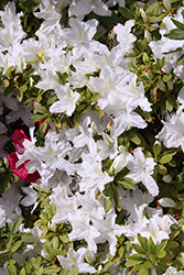 Mrs G.G. Gerbing Azalea (Rhododendron 'Mrs. G.G. Gerbing') at Lakeshore Garden Centres
