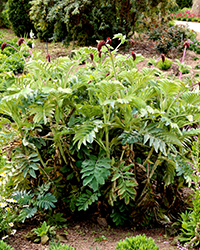 Honey Bush (Melianthus major) at Lakeshore Garden Centres