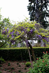 Double Black Dragon Wisteria (Wisteria floribunda 'Double Black Dragon') at Lakeshore Garden Centres