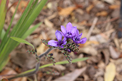 Baboon Flower (Babiana stricta) at Lakeshore Garden Centres