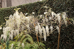 Shiro-noda Wisteria (Wisteria floribunda 'Shiro-noda') at Lakeshore Garden Centres