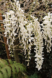 Shiro-noda Wisteria (Wisteria floribunda 'Shiro-noda') at Lakeshore Garden Centres