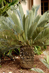 Blue South African Cycad (Encephalartos princeps) at Lakeshore Garden Centres