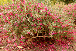 Wendy Spotted Emu Bush (Eremophila maculata 'Wendy') at Lakeshore Garden Centres