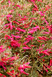 Wendy Spotted Emu Bush (Eremophila maculata 'Wendy') at Lakeshore Garden Centres