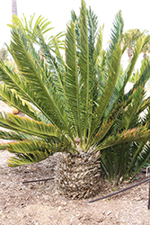 Msinga Cycad (Encephalartos msinganus) at Lakeshore Garden Centres