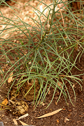 Zaragoza Horncone (Ceratozamia zaragozae) at Lakeshore Garden Centres
