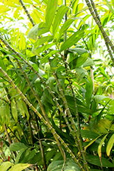 Hardy Bamboo Palm (Chamaedorea microspadix) at Golden Acre Home & Garden