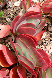 Paddle Plant (Kalanchoe luciae) at Lakeshore Garden Centres