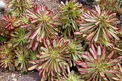Mardi Gras Aeonium (Aeonium 'Mardi Gras') at Lakeshore Garden Centres
