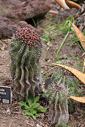 Spiny Milk Barrel (Euphorbia horrida var. noorsveldensis) at Lakeshore Garden Centres