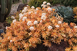 Firestorm Stonecrop (Sedum adolphii 'Firestorm') at Lakeshore Garden Centres