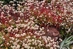 Red Carpet Stonecrop (Crassula pubescens ssp. radicans) at Lakeshore Garden Centres