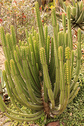 African Milk Tree (Euphorbia trigona) at Lakeshore Garden Centres