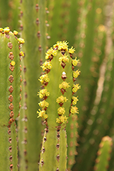 African Milk Tree (Euphorbia trigona) at Lakeshore Garden Centres