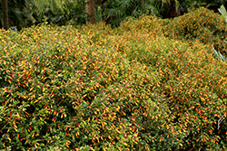 Firecracker Flower (Justicia rizzinii) at Lakeshore Garden Centres