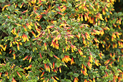 Firecracker Flower (Justicia rizzinii) at Lakeshore Garden Centres