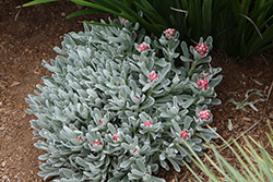 Ruby Cluster Strawflower (Helichrysum amorginum 'Blorub') at Lakeshore Garden Centres