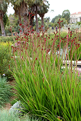 Red and Green Kangaroo Paw (Anigozanthos manglesii) at Lakeshore Garden Centres