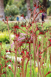 Red and Green Kangaroo Paw (Anigozanthos manglesii) at Lakeshore Garden Centres